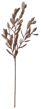 KALAMATA-koristekasvi